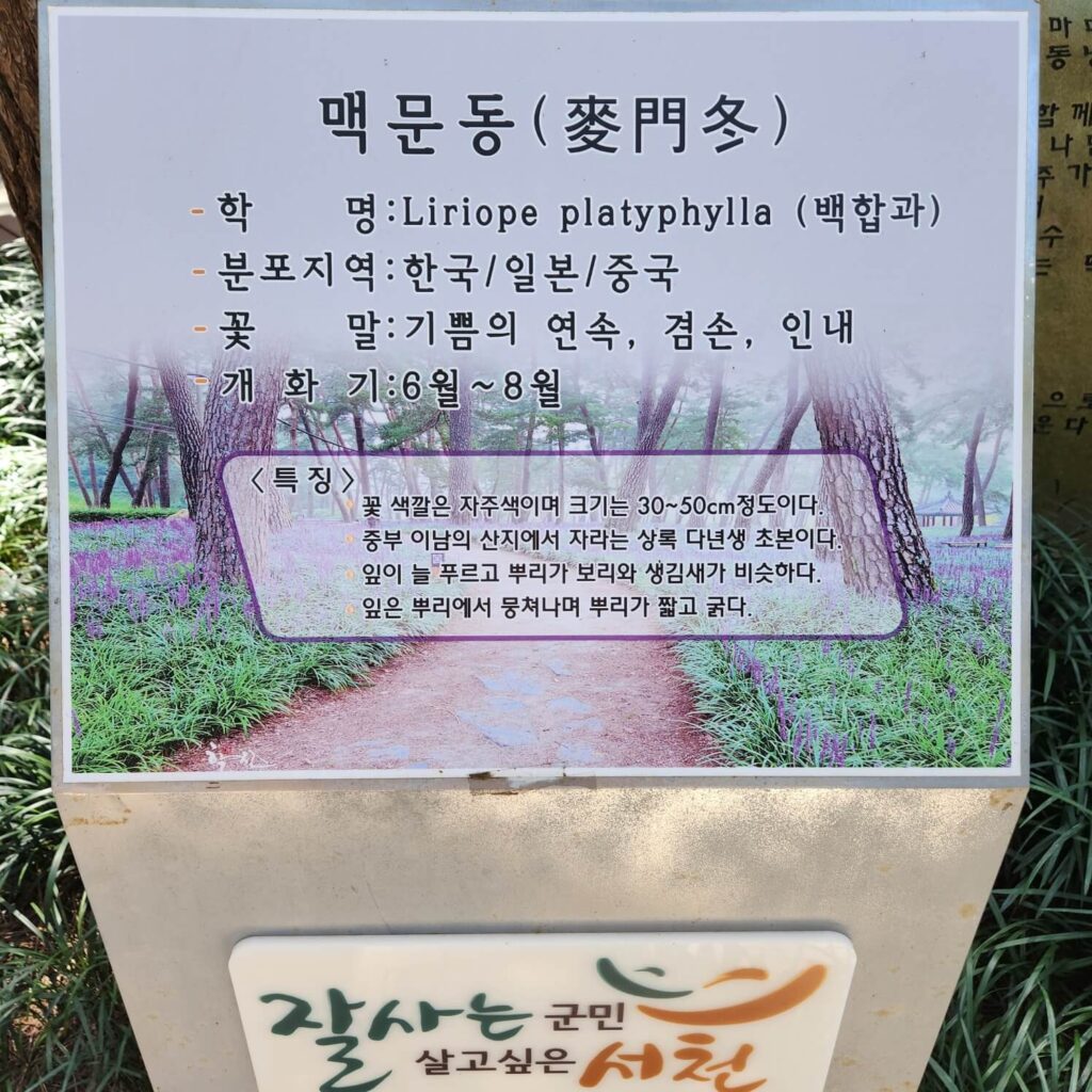 장항송림산림욕장 사진