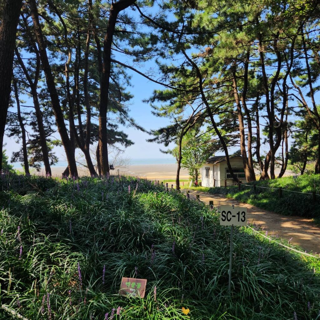 장항송림산림욕장 사진