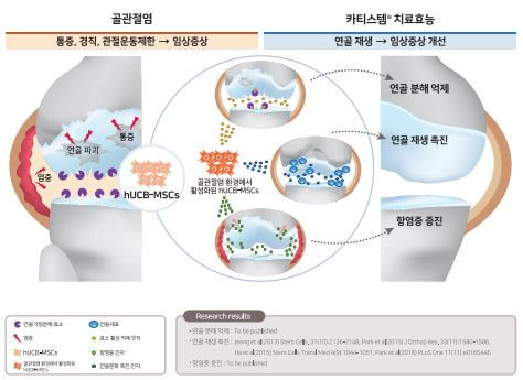 카티스템 원리 작용기전 설명
